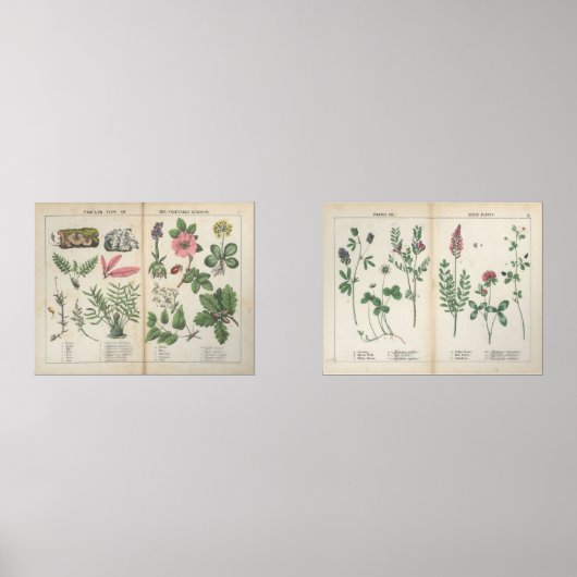 Set van twee reproductie Antiek Wildflower Prints (Voorkant)