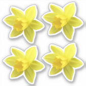 Set van vier gele Daffodil Blooms Sticker (Voorkant)