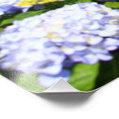 Sete Cidades, Azoren Foto Afdruk (Hoek)