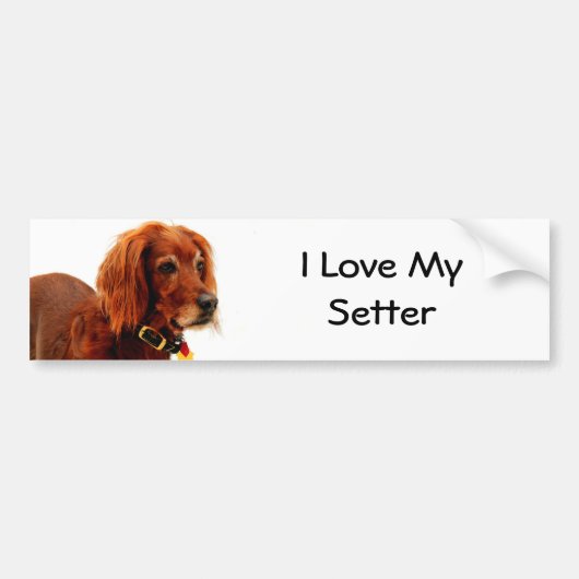 Setter Love Bumpersticker (Voorkant)