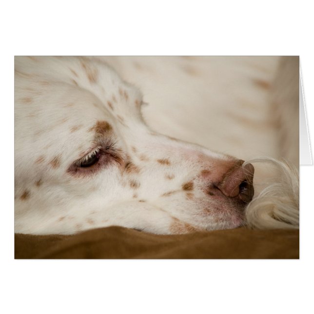 Setter Zen (Voorkant Horizontaal)