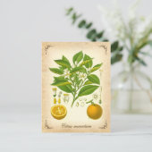 Sevilla oranje -  illustratie briefkaart (Staand voorkant)