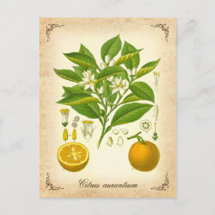 Sevilla oranje -  illustratie briefkaart