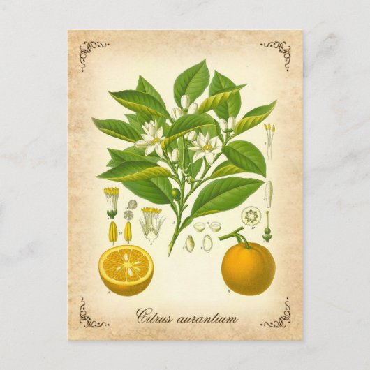 Sevilla oranje -  illustratie briefkaart (Voorkant)