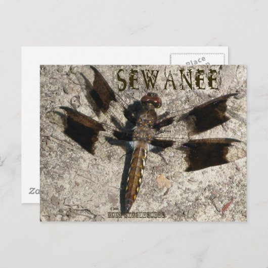 Sewanee Dragonfly - OlioStudios.com Briefkaart (Voorkant / Achterkant)