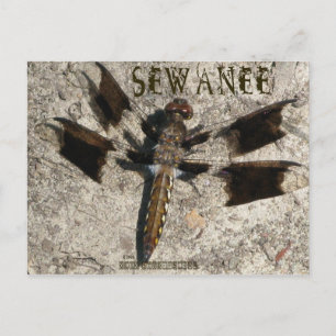 Sewanee Dragonfly - OlioStudios.com Briefkaart