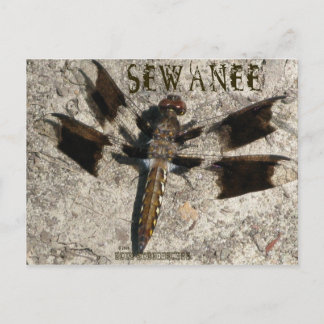 Sewanee Dragonfly - OlioStudios.com Briefkaart