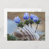 Seward Peninsula, Alaska, Arctic Wildflower Briefkaart (Voorkant / Achterkant)