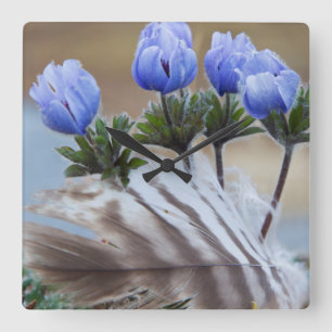 Seward Peninsula, Alaska, Arctic Wildflower Vierkante Klok