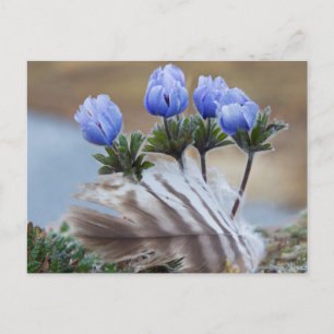 Seward schiereiland, Alaska, Arctische wilde bloem Briefkaart