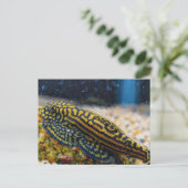 Sewellia lineolata steenloach briefkaart (Staand voorkant)