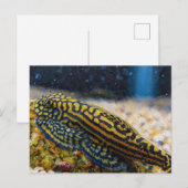 Sewellia lineolata steenloach briefkaart (Voorkant / Achterkant)