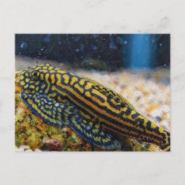 Sewellia lineolata steenloach briefkaart