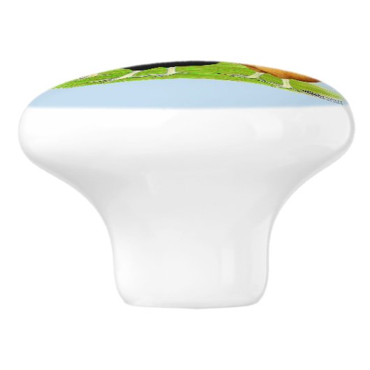 Sex-linked kippen Quintet Keramische Knop (Zijkant)