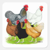 Sex-linked kippen Quintet Vierkante Sticker (Voorkant)