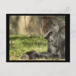 Sexy Silverback Gorilla Briefkaart