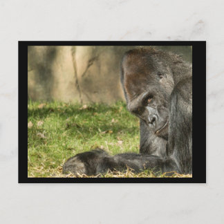 Sexy Silverback Gorilla Briefkaart
