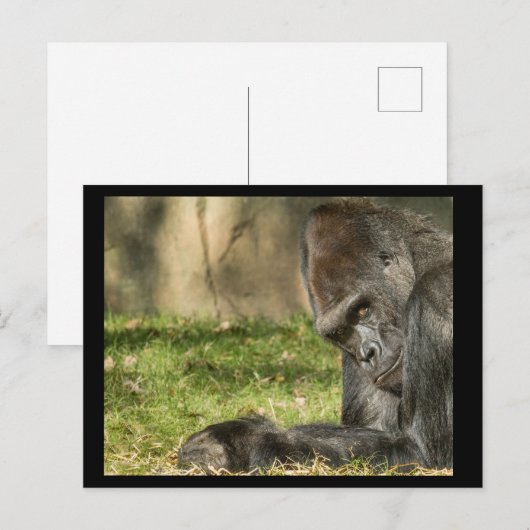 Sexy Silverback Gorilla Briefkaart (Voorkant / Achterkant)