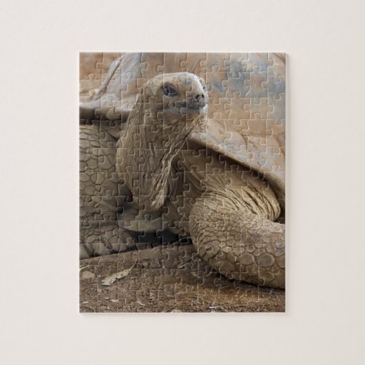 Seychelle Aldabran landschildpad Legpuzzel (Verticaal)