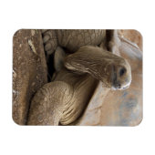 Seychelle Aldabran landschildpad Magneet (Horizontaal)