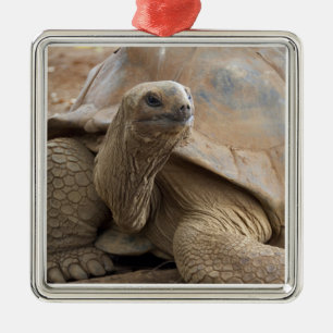 Seychelle Aldabran landschildpad Metalen Ornament