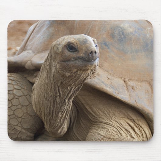 Seychelle Aldabran landschildpad Muismat (Voorkant)