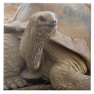Seychelle Aldabran landschildpad Tegeltje
