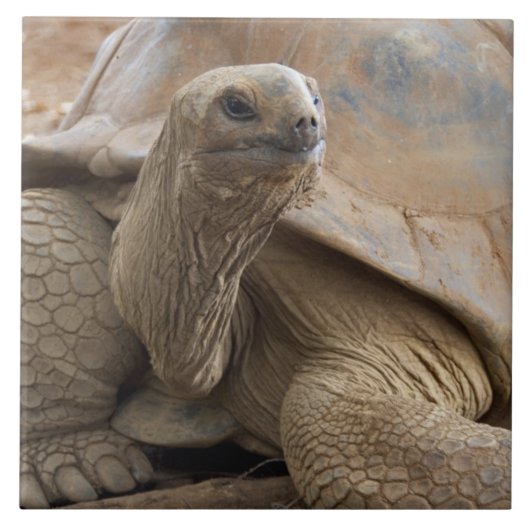 Seychelle Aldabran landschildpad Tegeltje (Voorkant)
