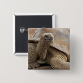 Seychelle Aldabran landschildpad Vierkante Button 5,1 Cm (Voorkant /achterkant)