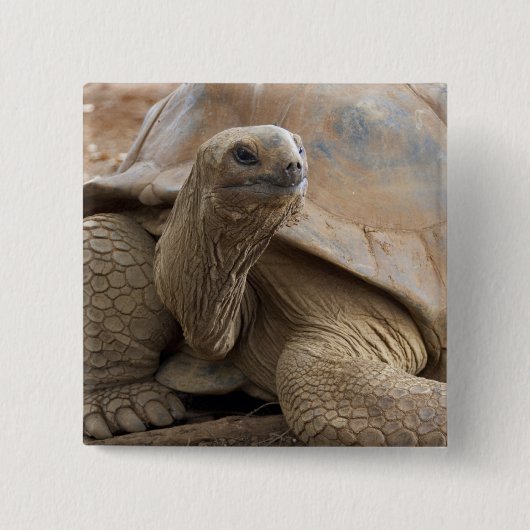 Seychelle Aldabran landschildpad Vierkante Button 5,1 Cm (Voorkant)