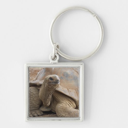 Seychellen Aldabran landschildpad Sleutelhanger (Voorkant)