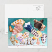 Seychellen Conus Shells Briefkaart (Voorkant / Achterkant)