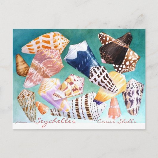 Seychellen Conus Shells Briefkaart (Voorkant)