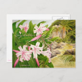 Seychellen Lily Briefkaart (Voorkant / Achterkant)