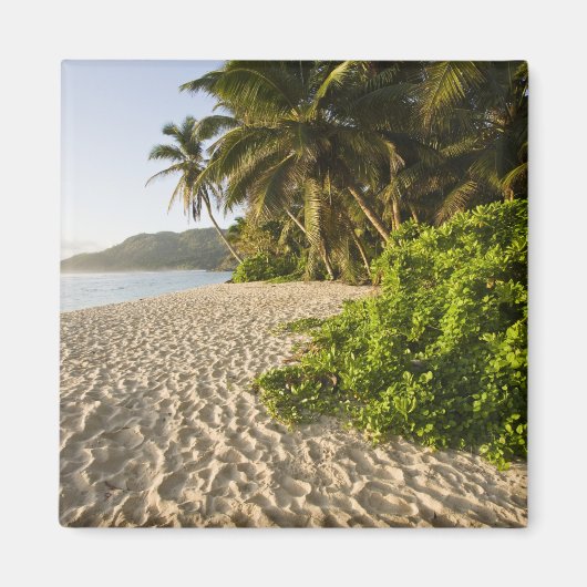 Seychellen, Mahe eiland, Anse Marie-Louise Magneet (Voorkant)