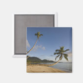 Seychellen, Mahe-eiland, horizontale palmboom, Magneet (Voorkant / Achterkant)