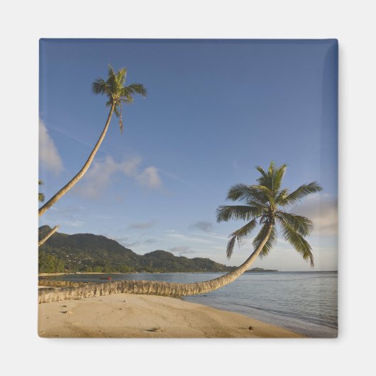 Seychellen, Mahe-eiland, horizontale palmboom, Magneet (Voorkant)