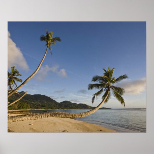 Seychellen, Mahe-eiland, horizontale palmboom, Poster (Voorkant)