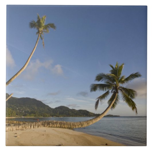 Seychellen, Mahe-eiland, horizontale palmboom, Tegeltje (Voorkant)