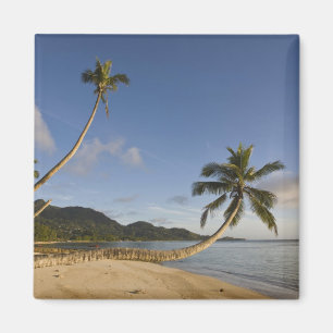 Seychellen, Mahe Island, horizontale palm, Magneet