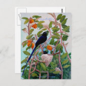 Seychellen Paradise Flycatcher Briefkaart (Voorkant / Achterkant)