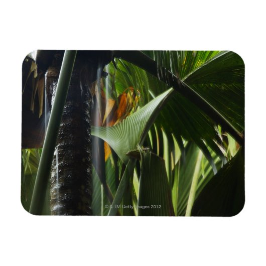Seychellen, Praslin, Vallee de Mai, Heavy Rain Magneet (Horizontaal)