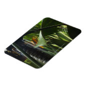 Seychellen, Praslin, Vallee de Mai, Heavy Rain Magneet (Linkerzijde)
