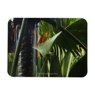Seychellen, Praslin, Vallee de Mai, Zware regen Magneet