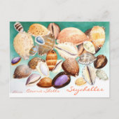 Seychelles Cowrie Shells Briefkaart (Voorkant)