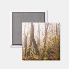 Sfeervol herfstbos in mist, foto magneet