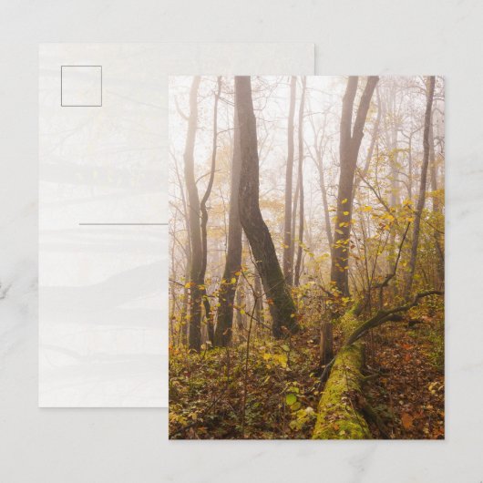 Sfeervolle herfstbos in nevel briefkaart (Voorkant / Achterkant)