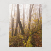Sfeervolle herfstbos in nevel briefkaart (Voorkant)