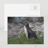 Sfeniscus humboldti briefkaart (Voorkant / Achterkant)