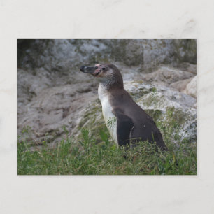 Sfeniscus humboldti briefkaart